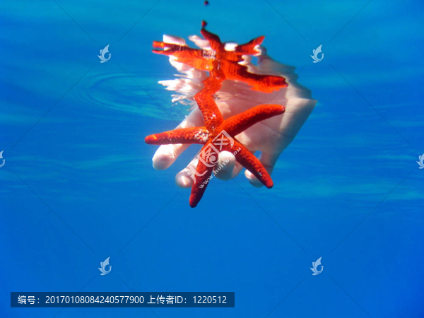 明亮的紅色海星