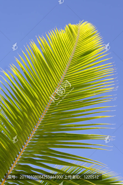 棕櫚枝-匯圖網(wǎng) www.fosd68.com 棕櫚枝
