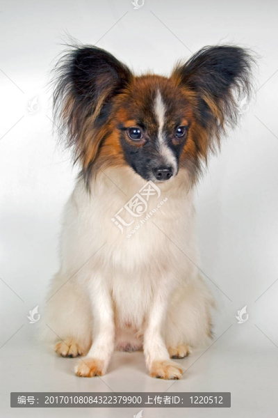 papiglion