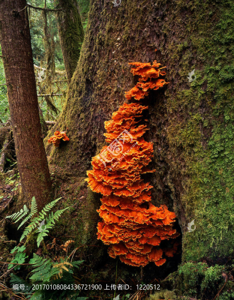 orangetreefungus