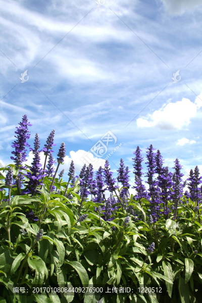 夏天的花園