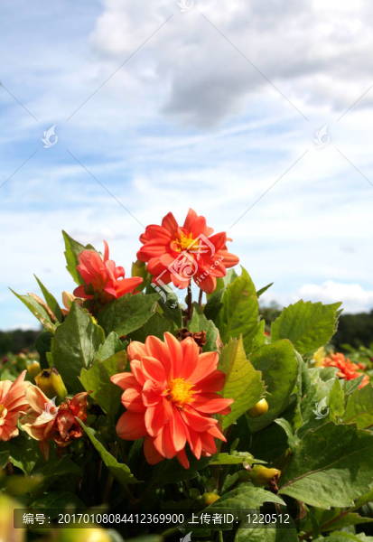 花園里的花