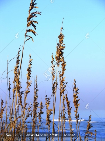 海灘邊