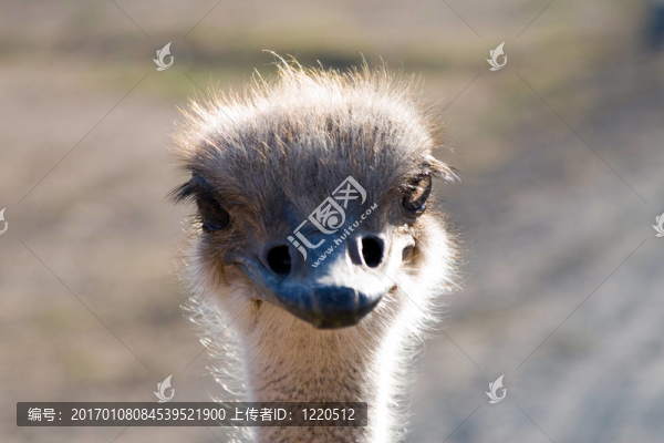 近距離鴕鳥