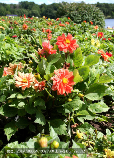 夏天的花園