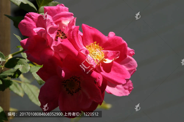 Rosa,William,Baffin,-薔薇
