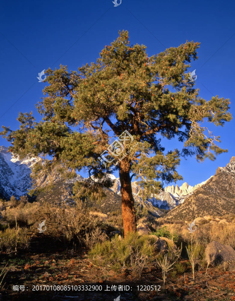 mtwhitney