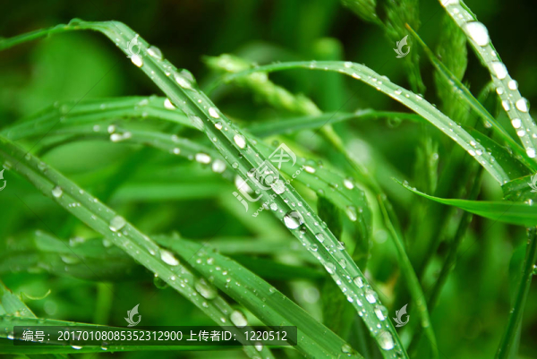 綠色的草