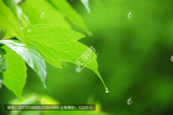 綠色的葉雨