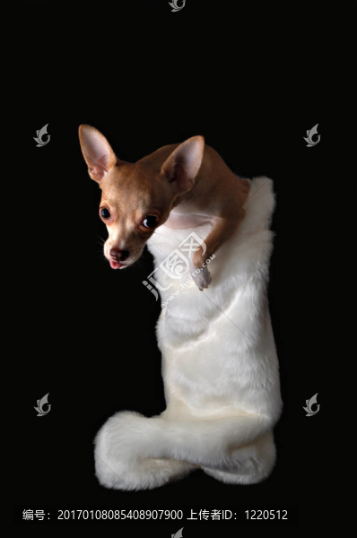 圣誕狗狗