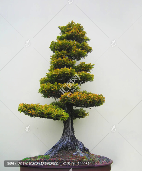 盆景樹