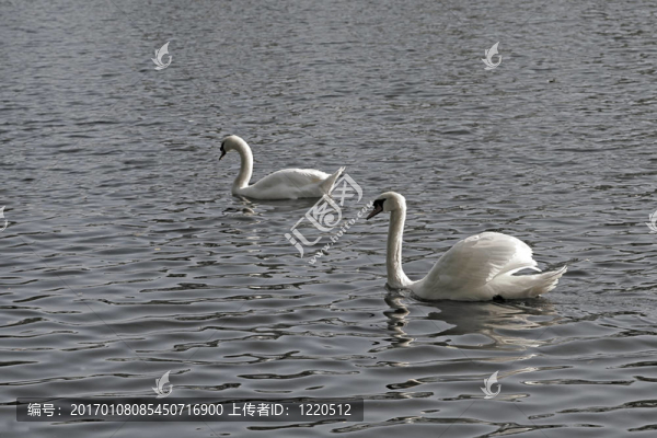 swan2