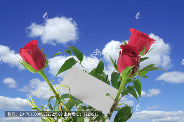 帶有空白票據(jù)的天堂玫瑰