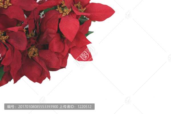 紅色的一品紅