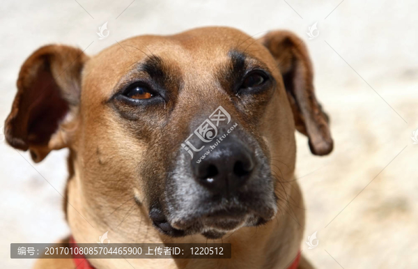 狗的肖像