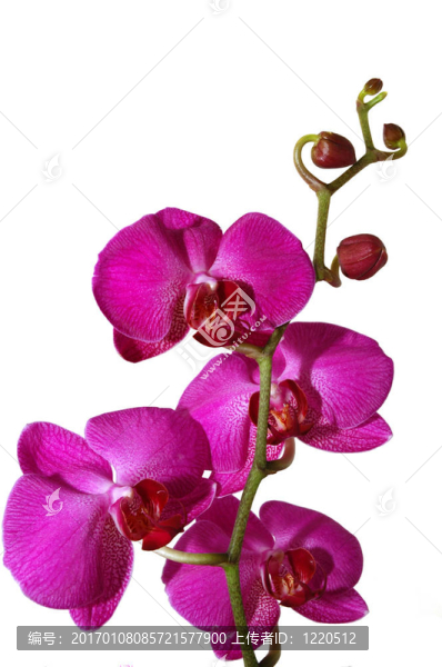 蘭花