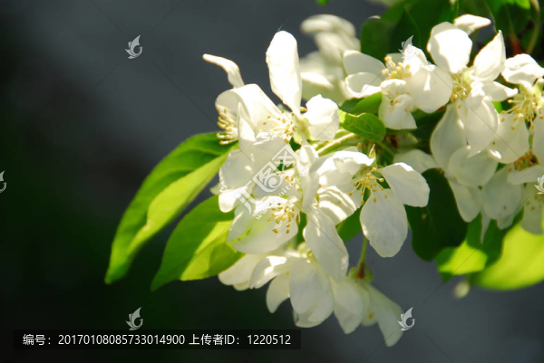 蘋果花