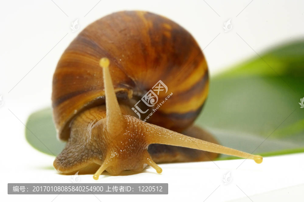 snail-b