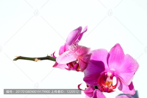 蘭花