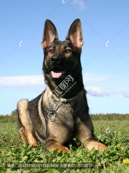 德國(guó)牧羊犬下
