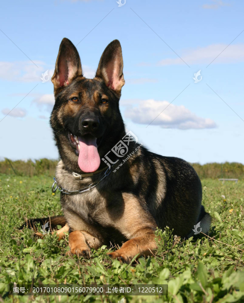 阿爾薩斯牧羊犬