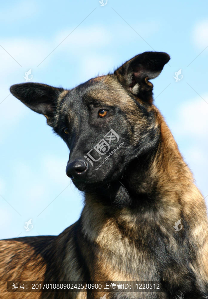 比利時(shí)牧羊犬