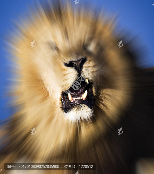 獅子