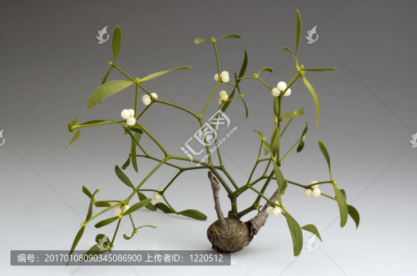 植物