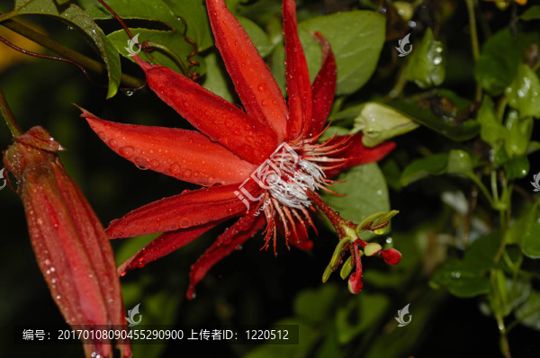 另一個熱帶花卉