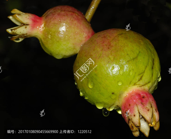 樹上的石榴