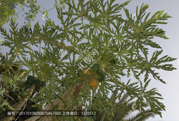 外來fruipalm樹