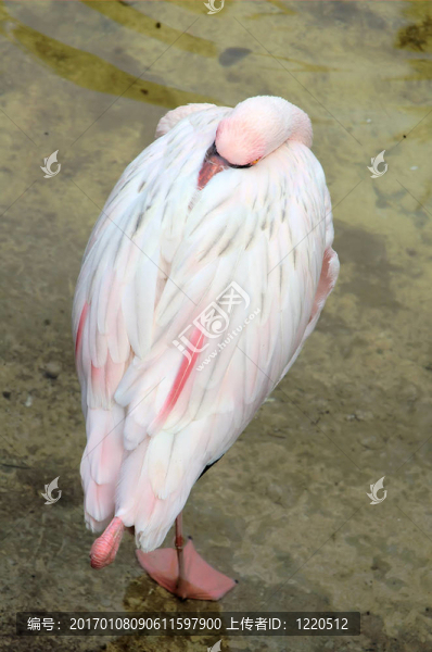 火烈鳥