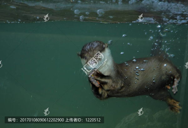 水獺1