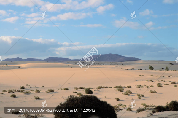 富埃特文圖拉島7