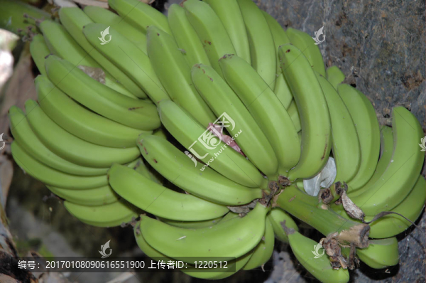 綠色的香蕉