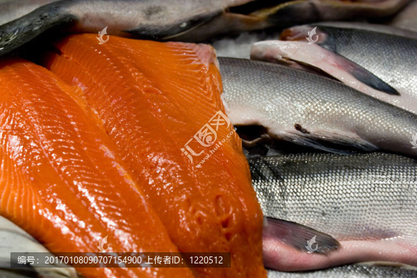 國(guó)王鮭魚(yú)