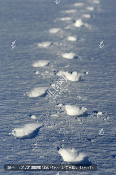 雪中的腳印