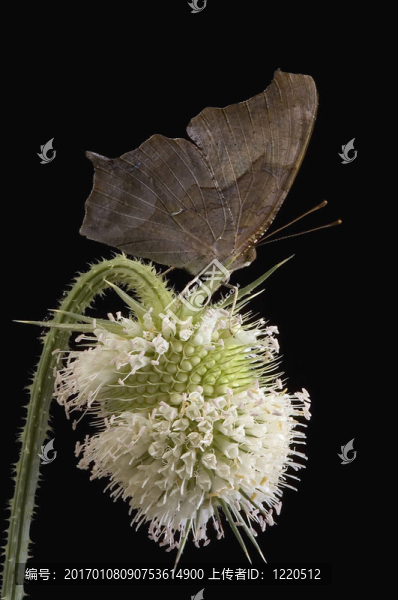 Mark,Butterfly的問(wèn)題
