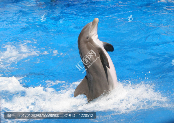 海豚游泳