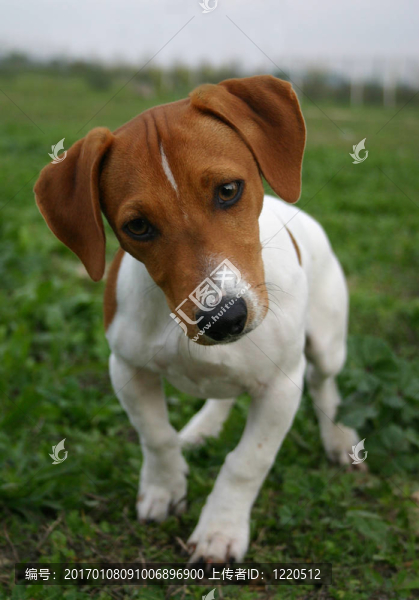 jack,russel梗