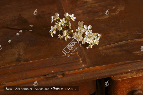 櫻桃之花