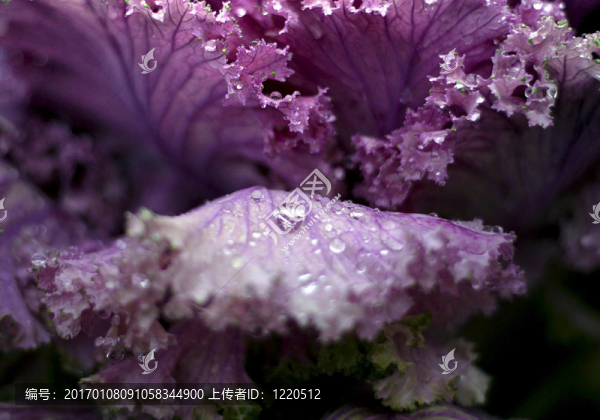 白菜