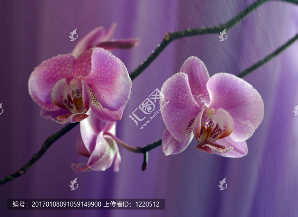 蘭花