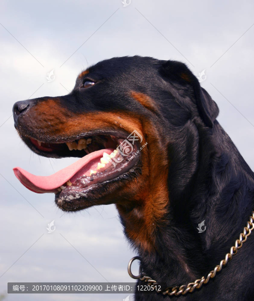 剖面的羅特韋爾犬