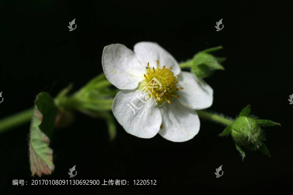野草莓