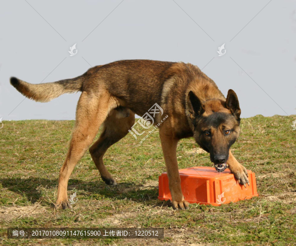 護衛(wèi)犬