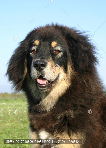 藏犬