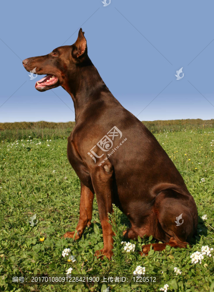 坐在杜賓犬