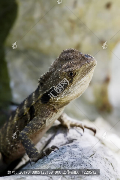 龍水