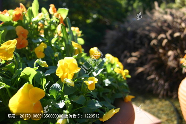 軟焦點的花園